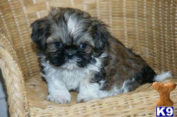 Shih Tzu Puppies for Sale